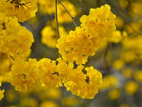 黃鐘花風水|香港風鈴木好去處/花期/交通一覽 黃花風鈴木/紫花風鈴木情報